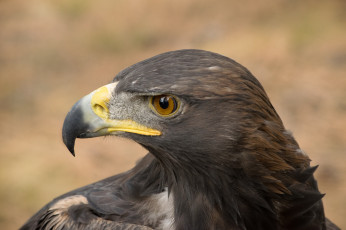 Картинка животные птицы+-+хищники птичка