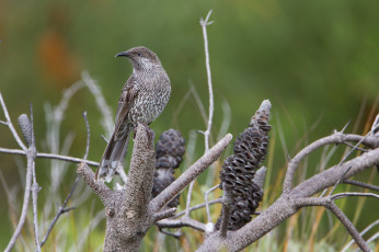 Картинка животные птицы птичка
