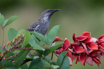 Картинка животные птицы птичка
