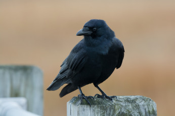 Картинка животные вороны +грачи +галки птичка