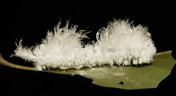 Картинка животные гусеницы гусеница