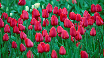 Картинка цветы тюльпаны