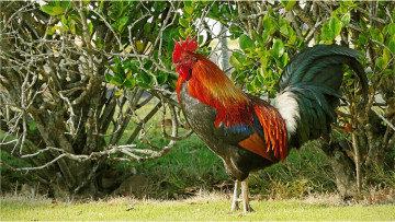 Картинка животные куры +петухи петух