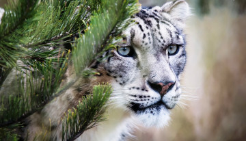 Картинка животные снежный+барс+ ирбис ёлка голова барс