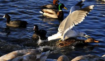 Картинка животные разные+вместе вода утки водоплавающие птицы лысухи чайка