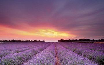 Картинка цветы лаванда закат поле