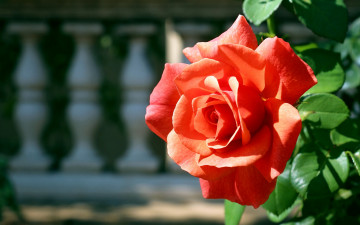 Картинка цветы розы розовый