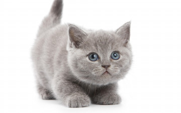 Картинка животные коты котёнок