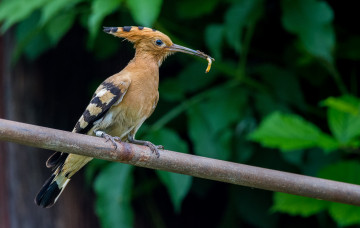 Картинка животные удоды птичка