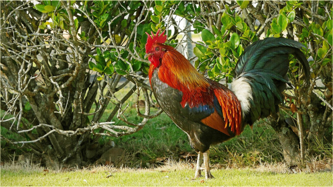 Обои картинки фото животные, куры,  петухи, петух