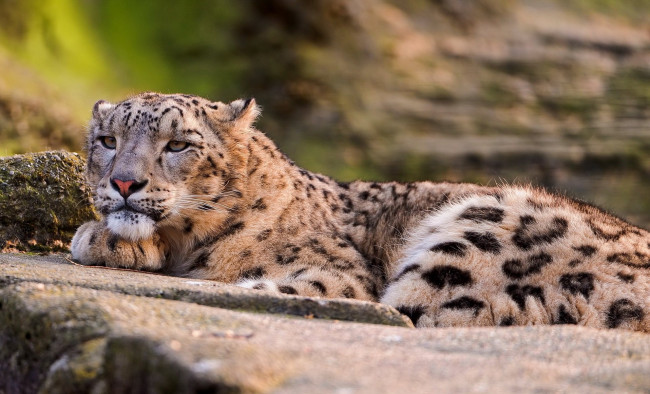 Обои картинки фото животные, снежный барс , ирбис, барс, камни, хищник, зверь