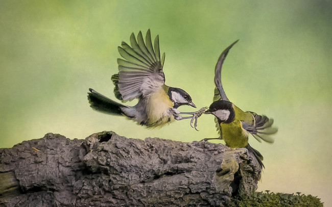 Обои картинки фото животные, синицы,  лазоревки, птичка