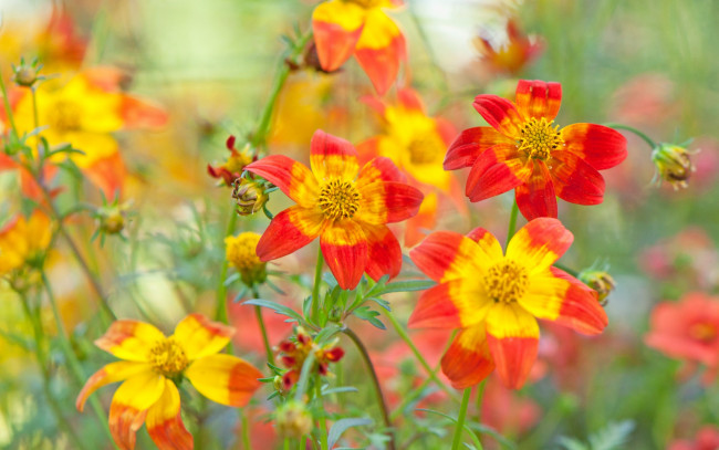 Обои картинки фото цветы, космея, природа, растение, лепестки, поле, луг