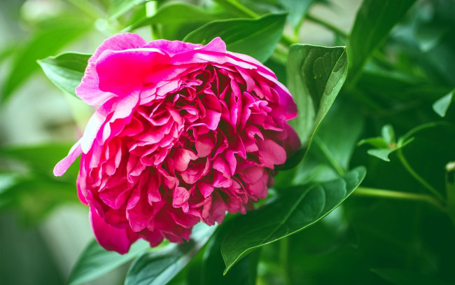 Обои картинки фото цветы, пионы, розовый, макро