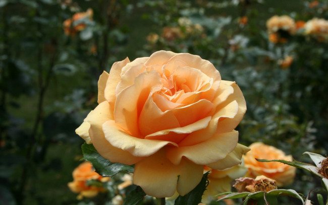 Обои картинки фото цветы, розы, чайная, роза