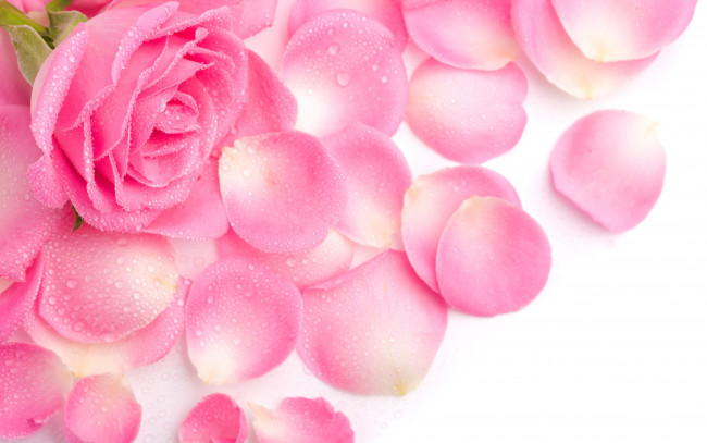 Обои картинки фото цветы, розы, лепестки, розовая, роза
