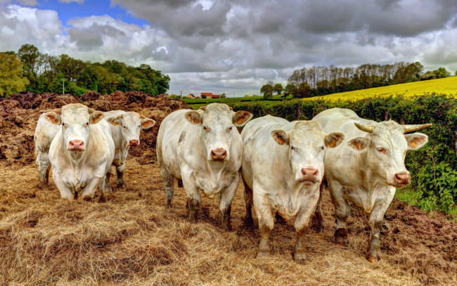 Обои картинки фото животные, коровы,  буйволы, взгляд, фон