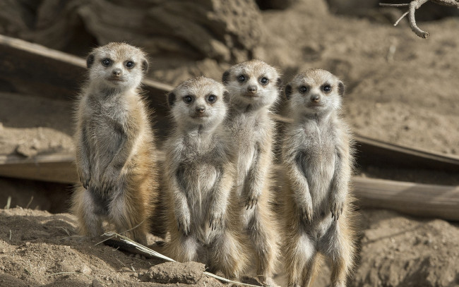 Обои картинки фото животные, сурикаты, грызуны, семья