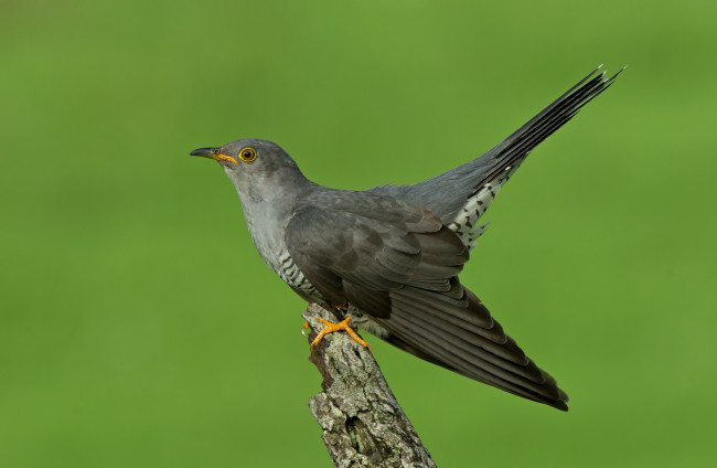 Обои картинки фото животные, птицы, птичка