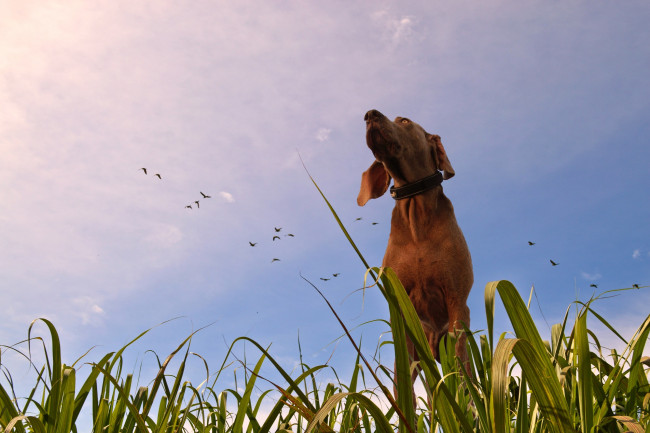 Обои картинки фото животные, собаки, взгляд, собака, фон