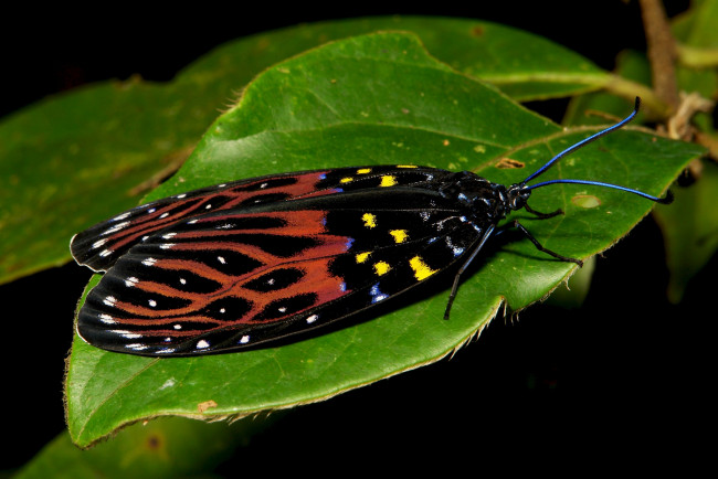 Обои картинки фото животные, бабочки,  мотыльки,  моли, бабочка