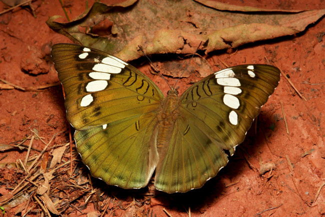 Обои картинки фото животные, бабочки,  мотыльки,  моли, бабочка