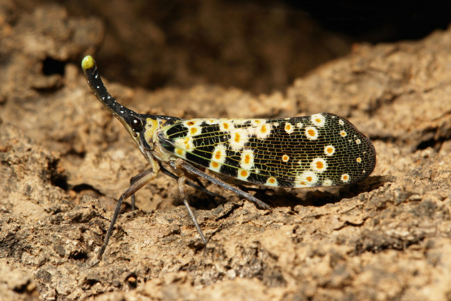 Обои картинки фото животные, бабочки,  мотыльки,  моли, мотылёк