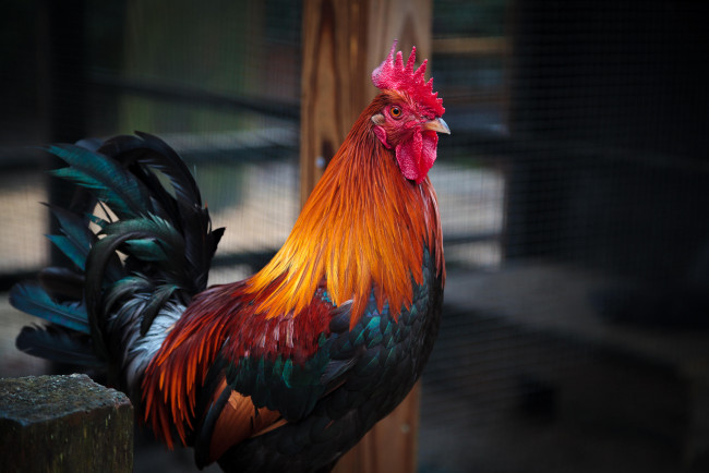 Обои картинки фото животные, куры,  петухи, петух