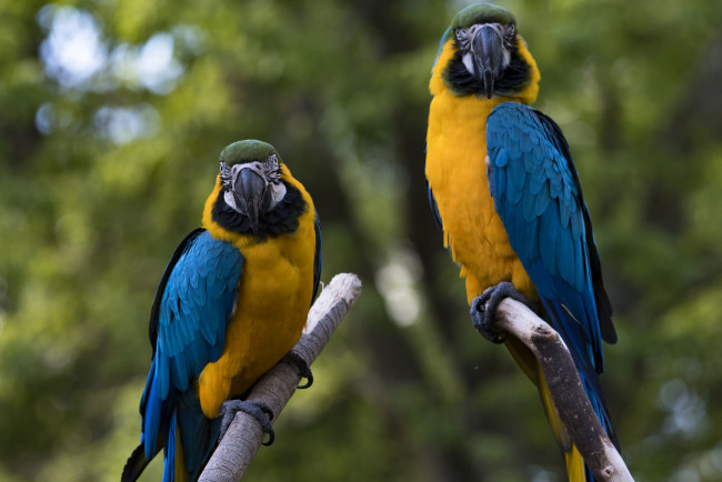 Обои картинки фото животные, попугаи, птичка