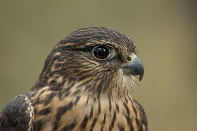 Обои картинки фото животные, птицы - хищники, птичка