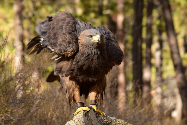 Обои картинки фото животные, птицы - хищники, птичка