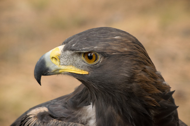 Обои картинки фото животные, птицы - хищники, птичка