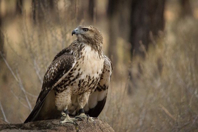 Обои картинки фото животные, птицы - хищники, птичка