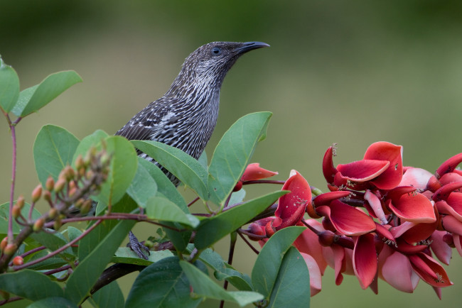 Обои картинки фото животные, птицы, птичка