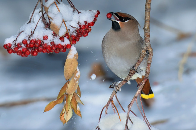 Обои картинки фото животные, птицы, птичка