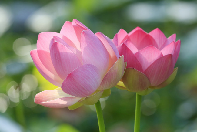 Обои картинки фото цветы, лотосы, стебель, лотос, лепестки, макро, пара