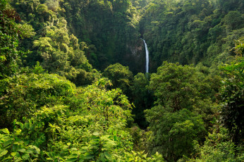 Картинка природа лес простор