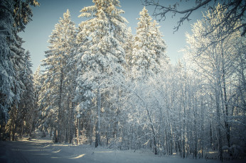 Картинка природа зима простор