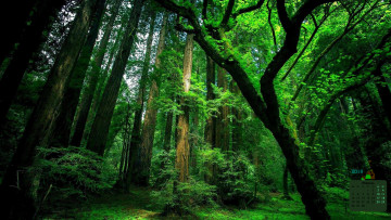 Картинка календари природа деревья 2018 лес