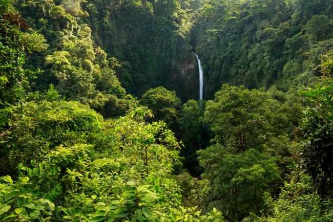 Обои картинки фото природа, лес, простор