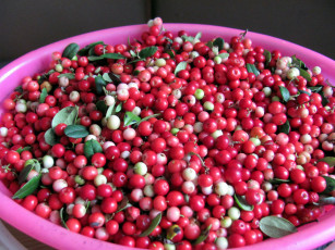 Картинка еда брусника ягоды много