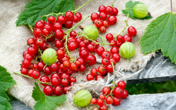 Картинка еда фрукты +ягоды смородина крыжовник