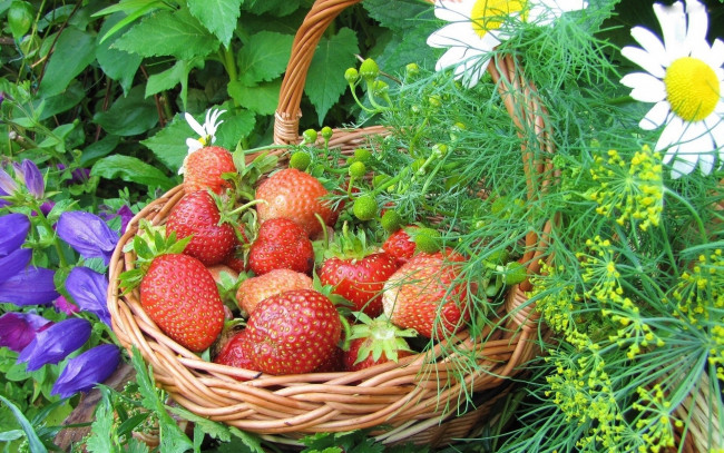Обои картинки фото еда, клубника,  земляника