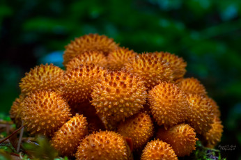 Картинка природа грибы