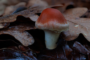 Картинка природа грибы гриб