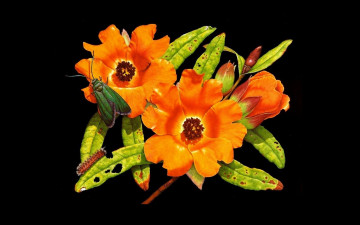 Картинка рисованное цветы бабочка гусеница