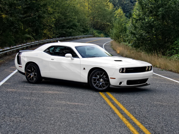 Обои картинки фото dodge challenger, автомобили, dodge, белый, дорога, лес