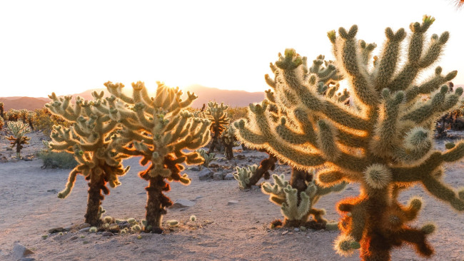 Обои картинки фото cholla cactus garden, joshua tree np, california, природа, деревья, cholla, cactus, garden, joshua, tree, np