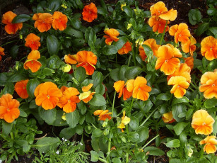 Картинка цветы анютины глазки садовые фиалки