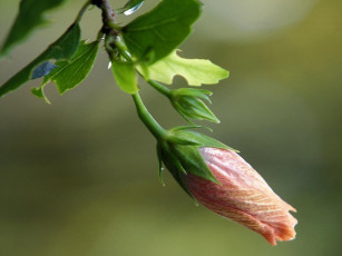 Картинка цветы гибискусы